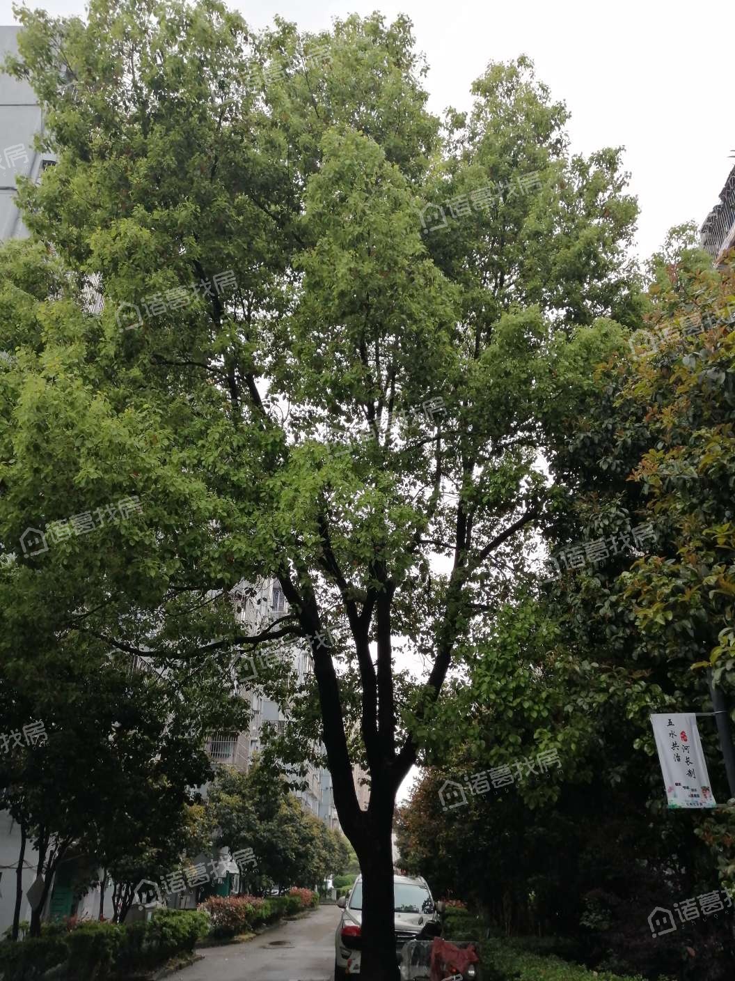 花香维也纳