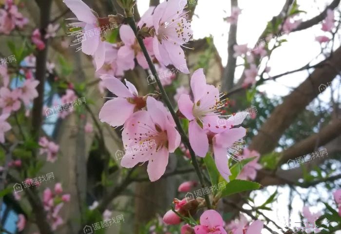正商红河谷
