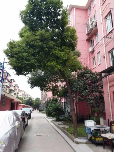 楼园小区
