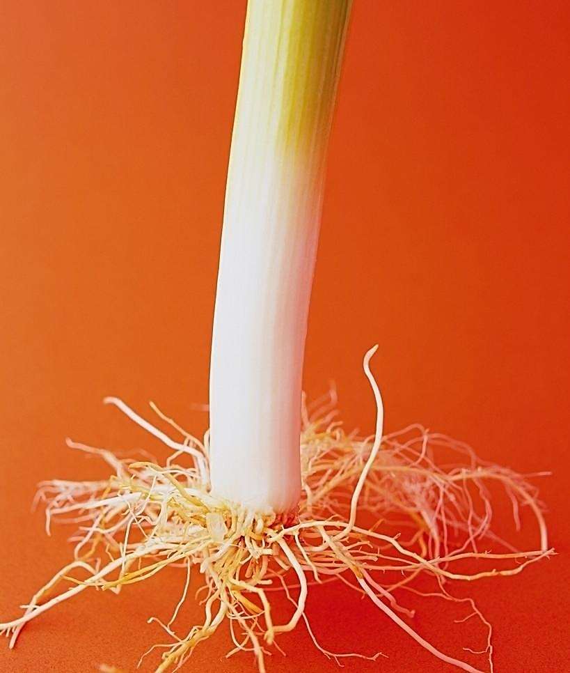 试想,一根葱能做什么?也就剁碎了下一碗面条而已.